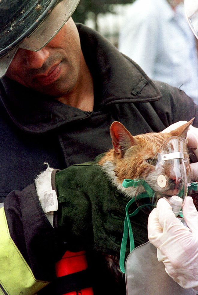 15 спасателей которые рисковали жизнью ради животных