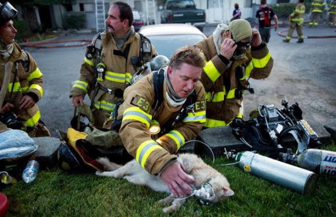 15 спасателей которые рисковали жизнью ради животных