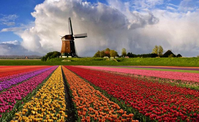 Голландский Голландский относится к группе западногерманских языков распространенной в Нидерландах Бельгии и Суринаме В настоящее время голландский имеет официальный статус в Аруба СинтМаартене и Кюрасао