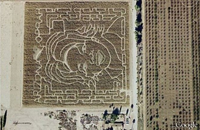7 Кукурузный лабиринт изображающий лицо Опры Уинфри Google Карты вокруг света интересное открытия