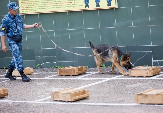 9 удивительных фактов о том как тренируют служебных собак