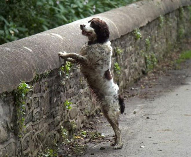 Тайна Овертонского моста или почему собаки здесь совершают самоубийства